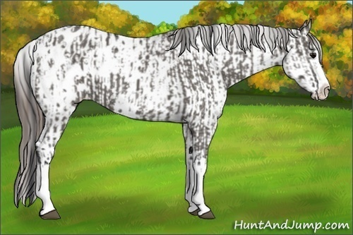 Horse Color:Grullo Sabino Splash Appaloosa and Grullo Sabino Splash Appaloosa