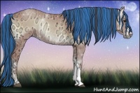 Horse Color:Painted Buckskin Ice Onyx Rabicano