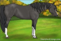 Horse Color:Black 