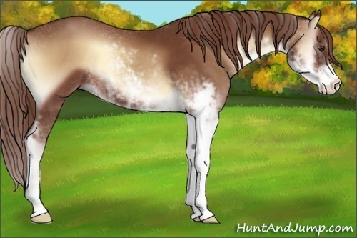 Horse Color:Red Onyx Sabino