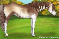 Horse Color:Red Onyx Sabino