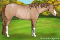 Horse Color:Bay Pearl Rabicano