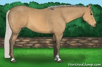 Horse Color:Silver Buckskin Sabino 