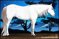 Horse Color:Grullo Roan Appaloosa