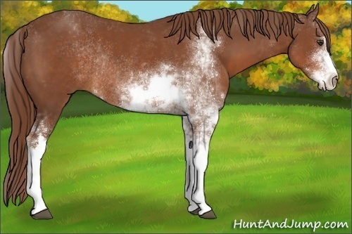 Horse Color:Chestnut Sabino Rabicano 
