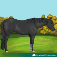 Horse Color:Black 