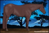 Horse Color:Chocolate Black
