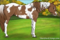 Horse Color:Chestnut Tobiano Frame