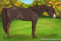 Horse Color:Liver Chestnut Frame 