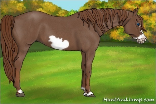 Horse Color:Red Roan Frame 