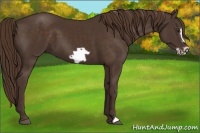 Horse Color:Liver Chestnut Frame 