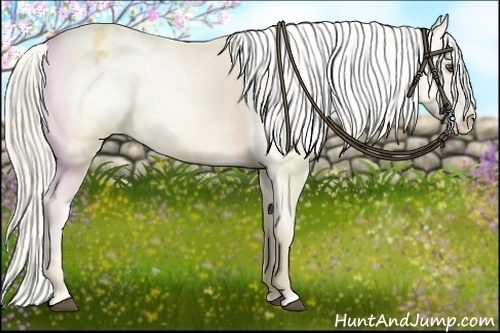 Horse Color:Palomino Dun Varnish 