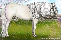 Horse Color:Palomino Dun Varnish 