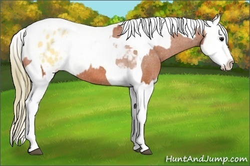 Horse Color:Bay Splash Tobiano Varnish and Buckskin Splash Tobiano Varnish