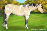 Horse Color:White Spotted Buckskin Dun