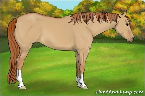 Horse Color:Red Dun