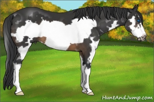 Horse Color:Brown Splash Frame 