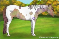 Horse Color:Nacre Red Dun Tobiano Rabicano 