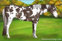Horse Color:White Spotted Liver Chestnut Sabino 