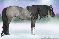 Horse Color:Grullo Rabicano