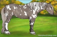 Horse Color:White Spotted Silver Black Rabicano 