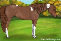 Horse Color:Red Roan Tobiano 