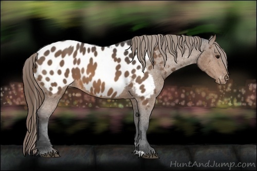 Horse Color:Buckskin Appaloosa