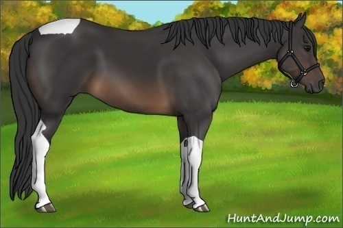 Horse Color:Buckskin Tobiano