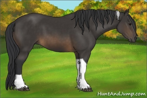 Horse Color:Buckskin Tobiano 