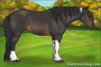 Horse Color:Buckskin Tobiano 