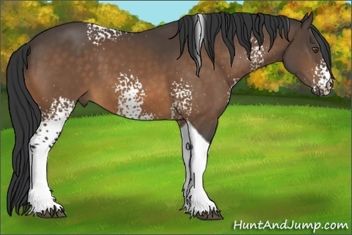 Horse Color:White Spotted Buckskin Tobiano 