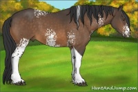 Horse Color:White Spotted Buckskin Tobiano 