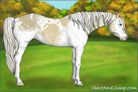 Horse Color:White Spotted Palomino