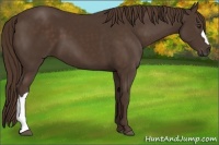 Horse Color:Liver Chestnut 