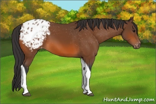 Horse Color:Bay Tobiano Varnish