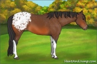Horse Color:Bay Tobiano Varnish