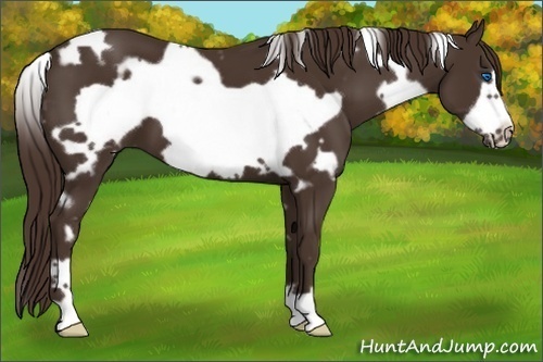 Horse Color:White Spotted Liver Chestnut Frame