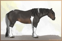 Horse Color:Buckskin Tobiano 