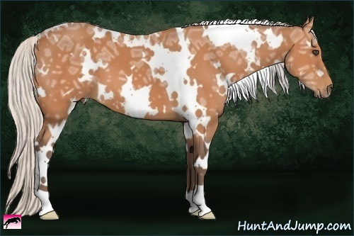 Horse Color:White Spotted Silver Bay Ice