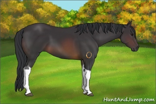 Horse Color:Buckskin Tobiano 