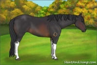 Horse Color:Buckskin Tobiano 