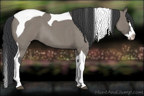 Horse Color:Grullo Roan Splash Tobiano Rabicano 