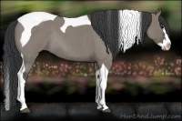 Horse Color:Grullo Roan Splash Tobiano Rabicano