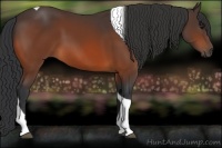 Horse Color:Bay Tobiano 