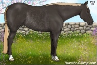 Horse Color:Liver Chestnut Frame Rabicano