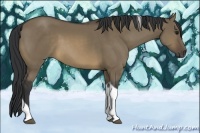 Horse Color:Buckskin Dun Tobiano