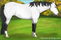 Horse Color:Bay Chinchilla 