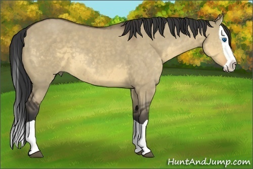 Horse Color:Buckskin Dun Splash 