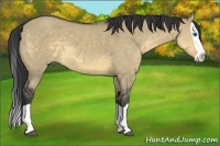 Horse Color:Buckskin Dun Splash