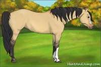 Horse Color:Bay Dun